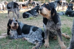 Griffon Bleu de Gascogne Griffon Bleu de Gascogne