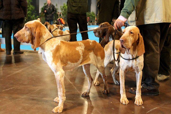 hit-show-fiera-di-vicenza: HIT Dog Show 2017
