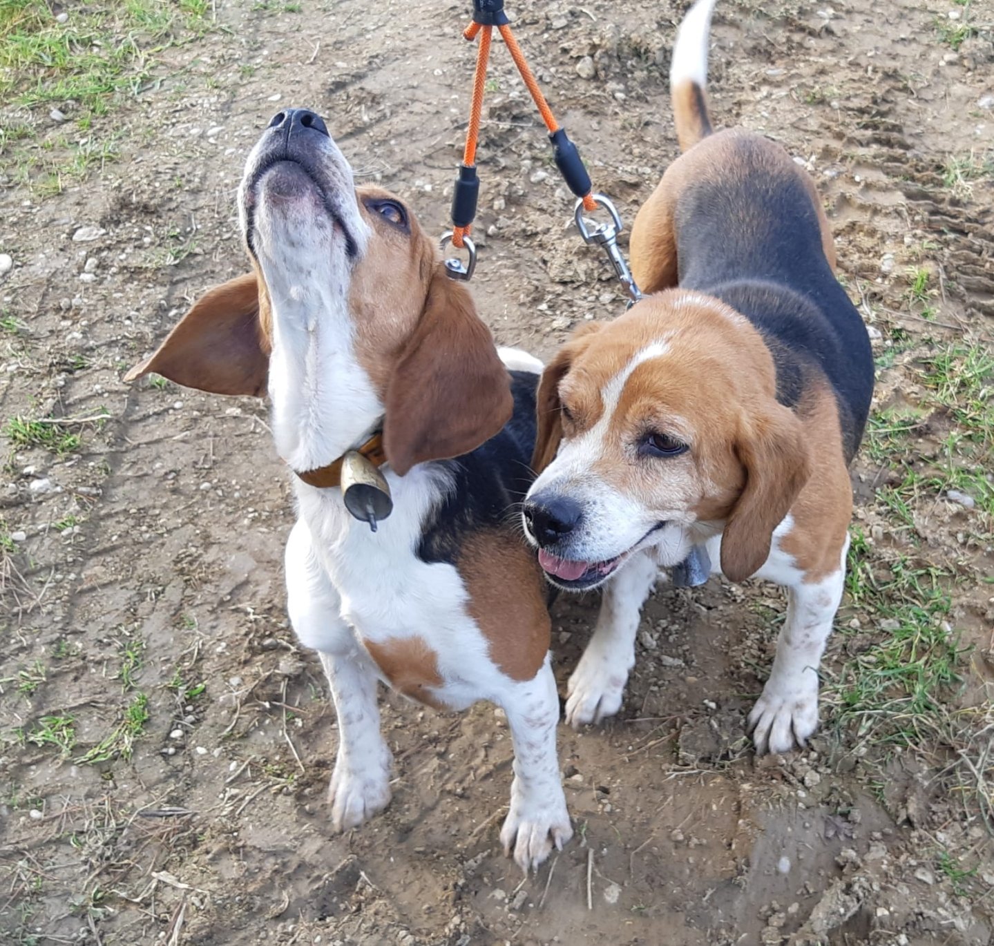 Il Beagle a caccia Beagle a caccia