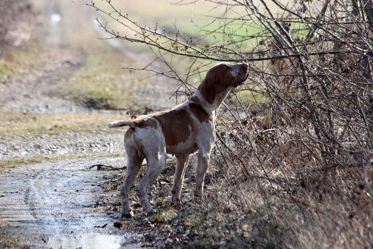 cinofilia: Il bracco italiano oggi... la parola all'esperto