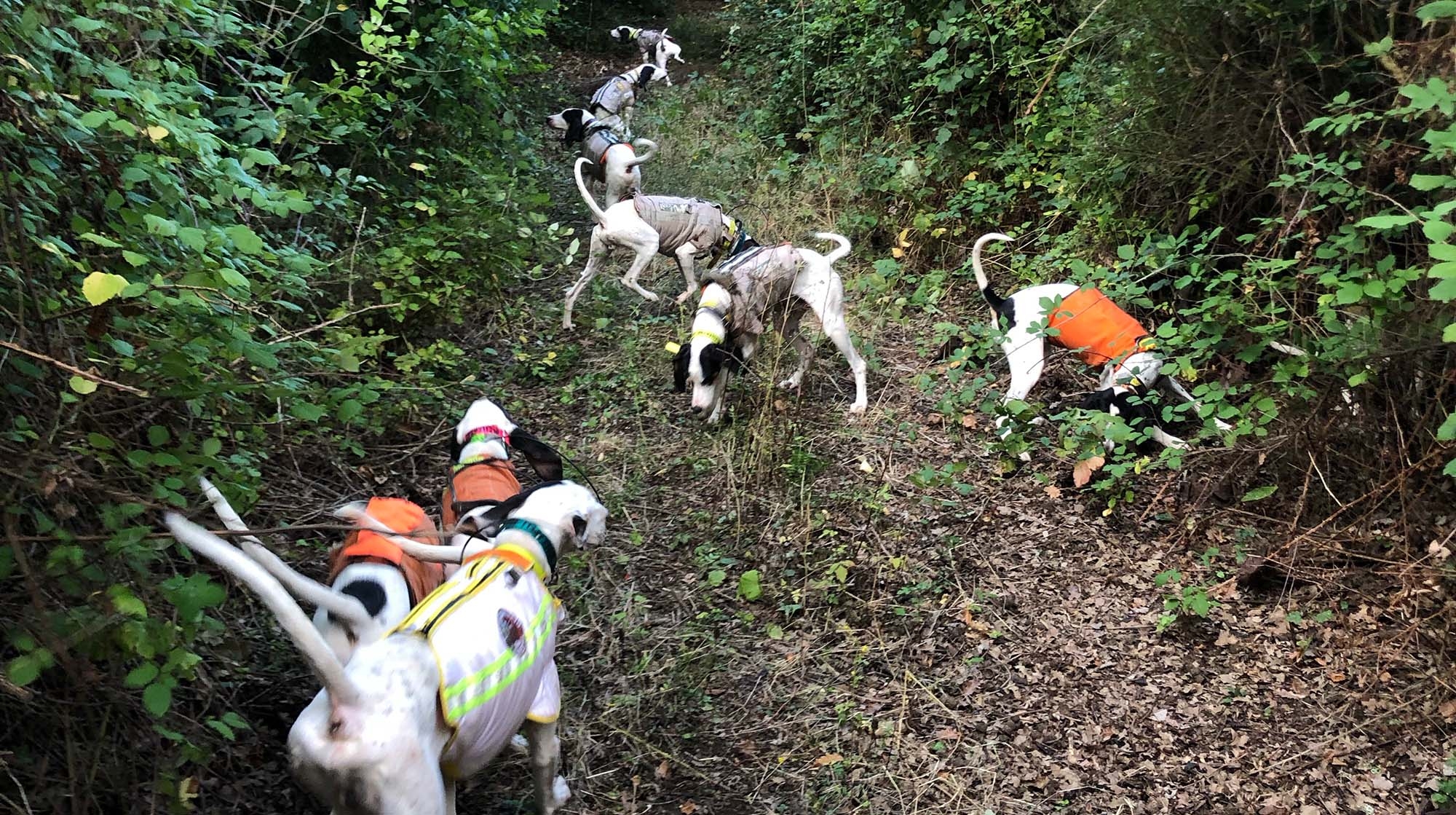 alinatur: Il cane atleta: considerazioni sull'attività e l'alimentazione dei segugi nel momento intenso della stagione di caccia alinatur: Il cane atleta: considerazioni sull'attività e l'alimentazione dei segugi nel momento intenso della stagione di caccia
