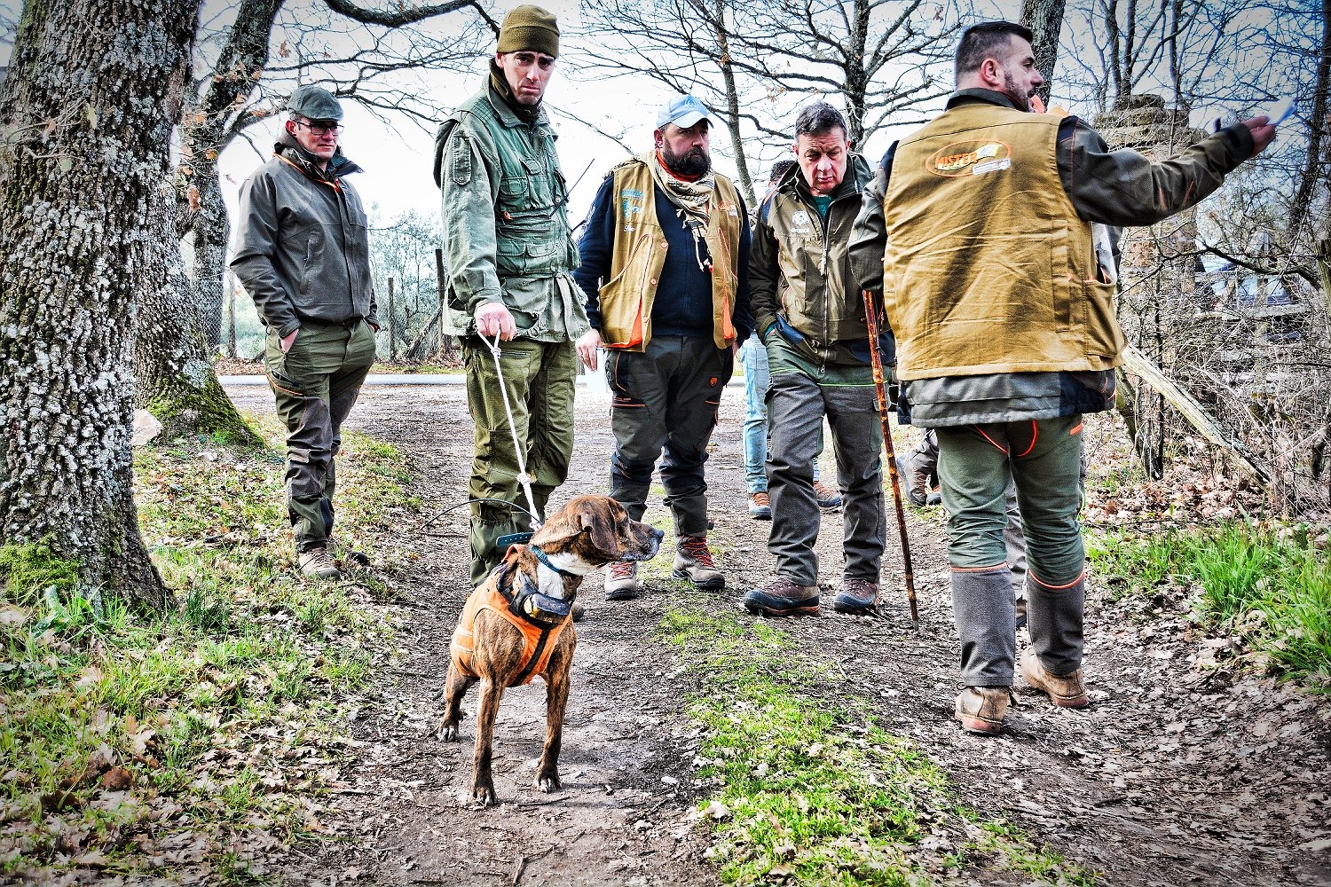 cinofilia: Caccia e cinofilia: Il cane da seguita bello e bravo, un connubio impossibile?