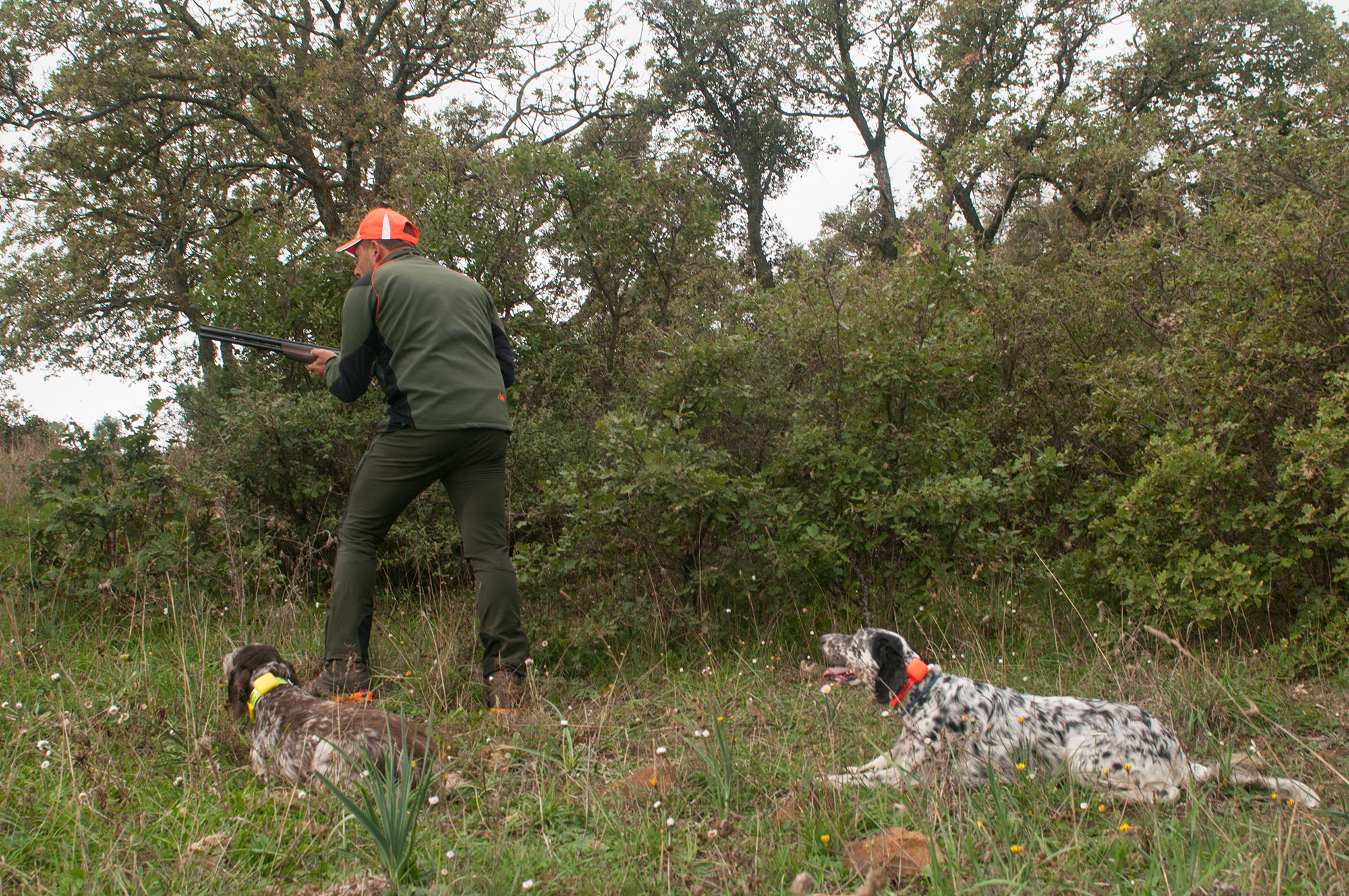 cinofilia: Il consenso del cane da ferma, fondamentale e senza scuse