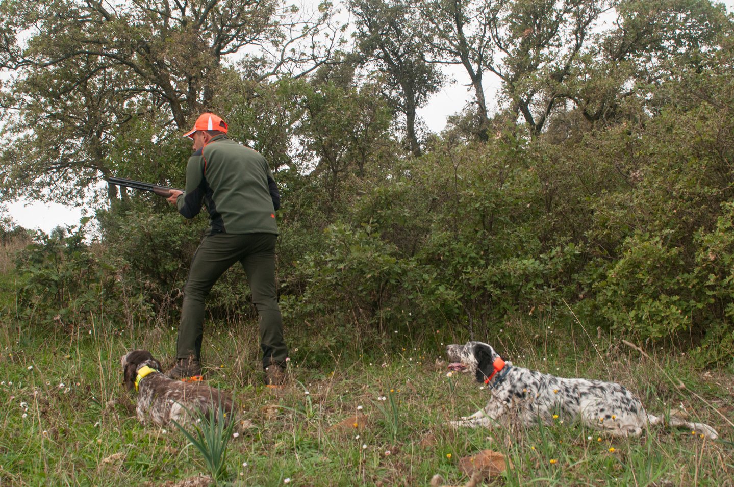 Il consenso del cane da ferma, fondamentale e senza scuse Setter in ferma e consenso su beccaccia
