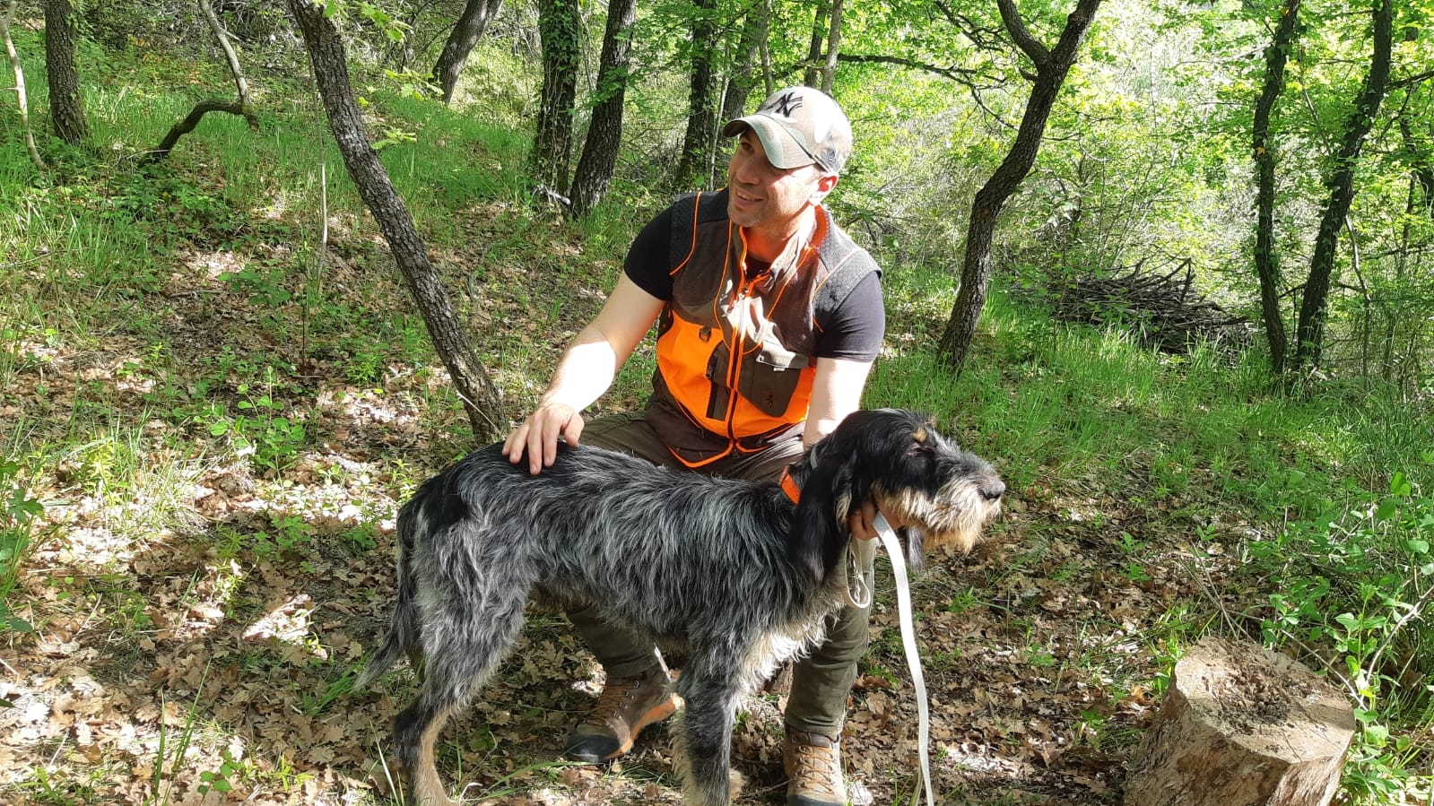 cinofilia: Cinghiali e cani: a caccia con il Griffon Bleu de Gascogne, un parere sulla razza e una giornata in addestramento su cinghiale con la muta 