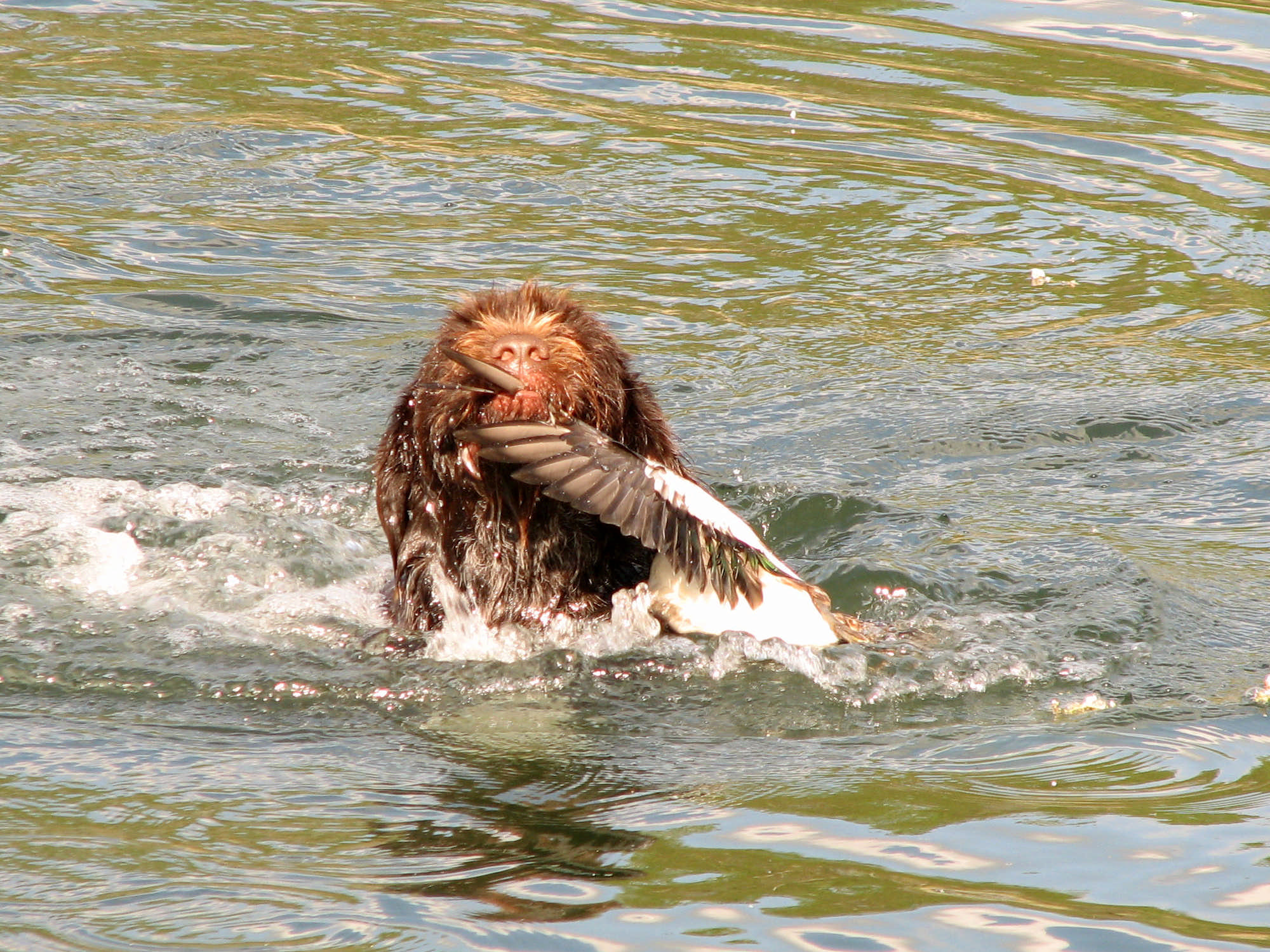 cinofilia: Il griffone korthals: un cacciatore perfetto