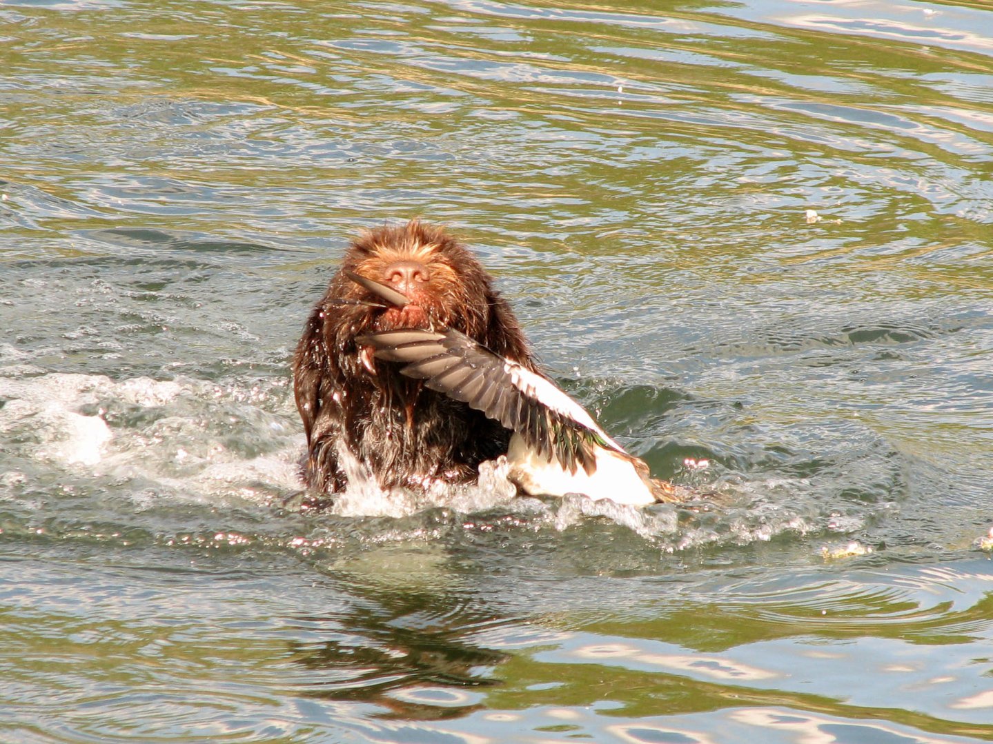 Griffone Korthals al riporto