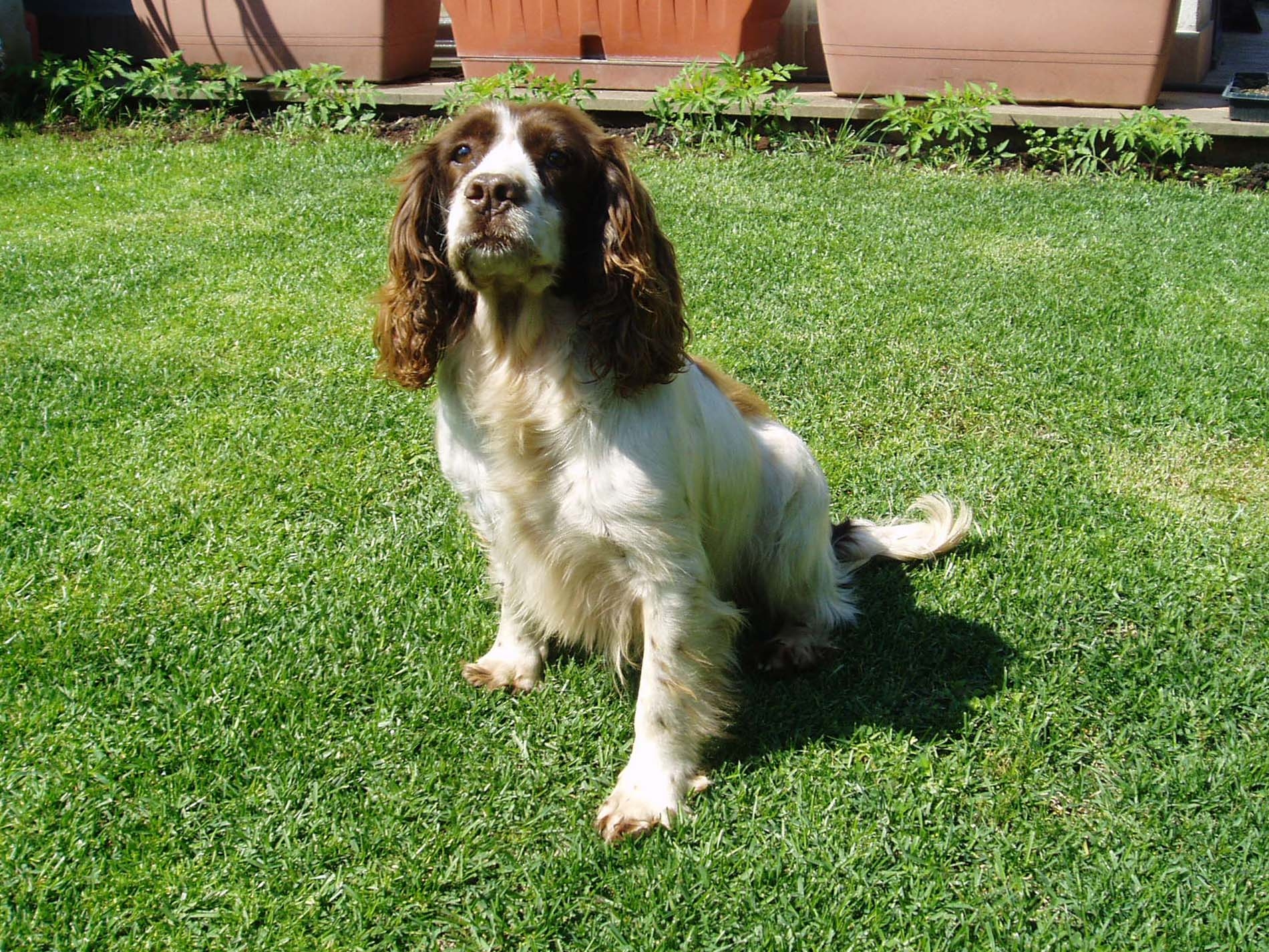 cinofilia: Il mio migliore amico ha la coda, non parla ma capisce e sa tutto di me