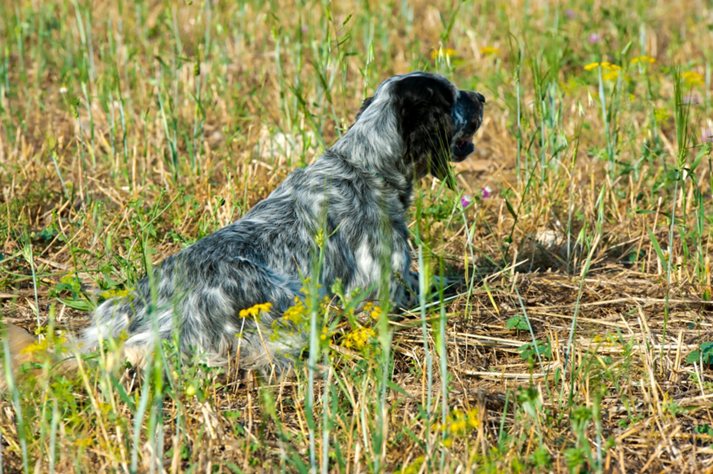 Caccia e cinofilia: il pericolo dei forasacchi Setter