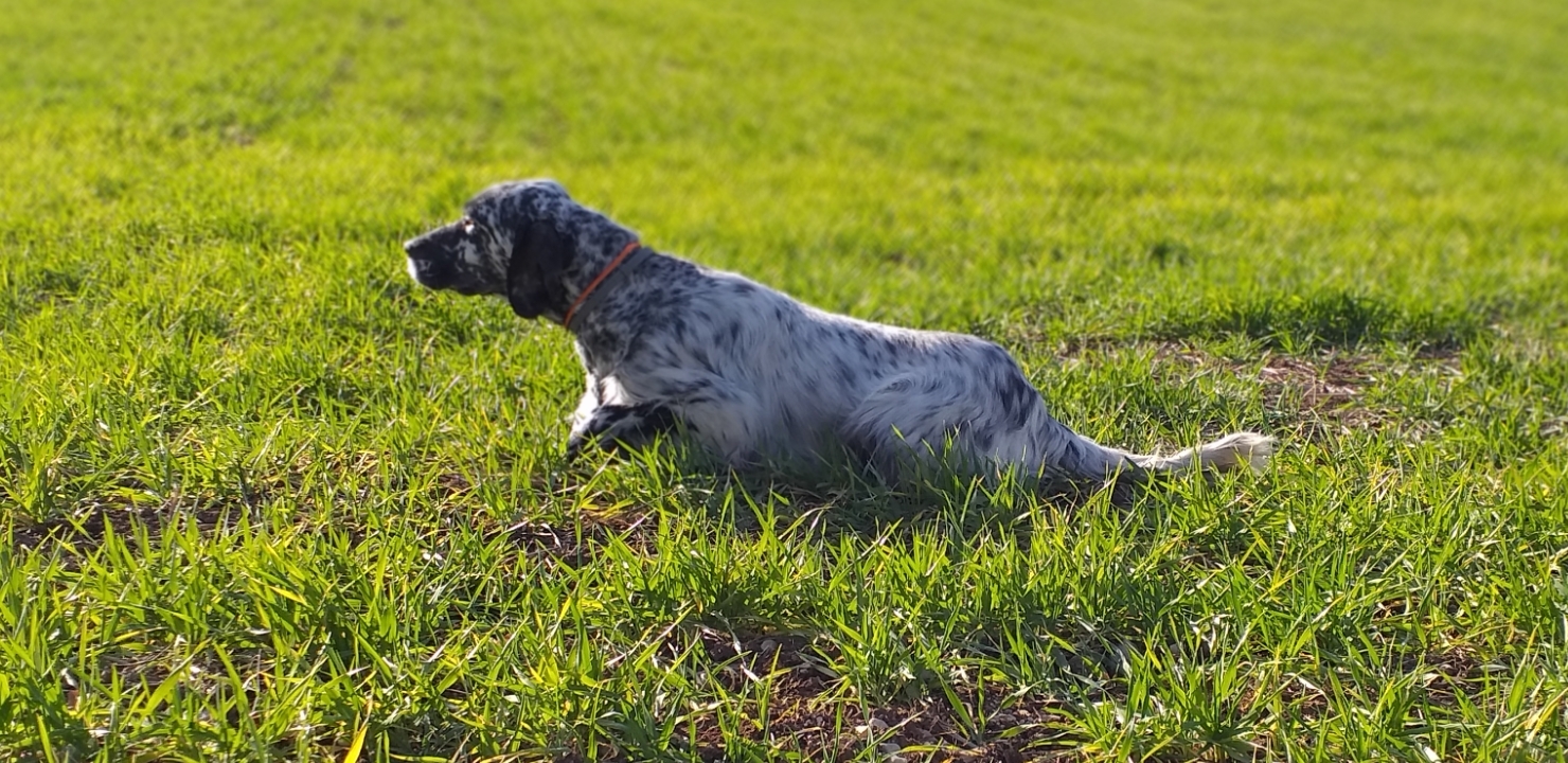 cinofilia: Caccia e cinofilia, il valore della quaglia selvatica