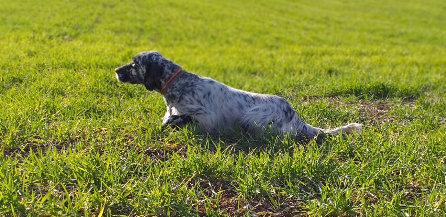 Caccia e cinofilia il ritorno della quaglia Setter in ferma