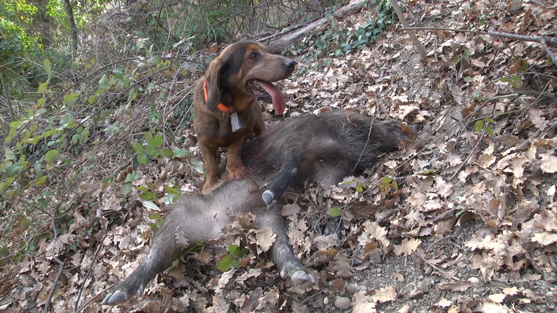 cinofilia: Il segugio AlpenlaEndische Dachsbracke
