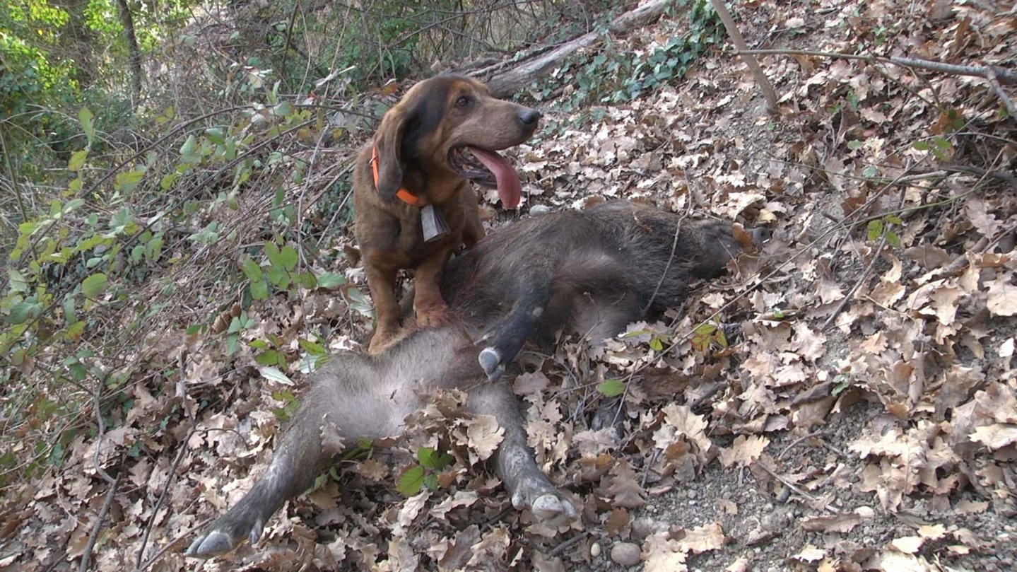 Il segugio AlpenlaEndische Dachsbracke Segugio Dachsbracke su cinghiale