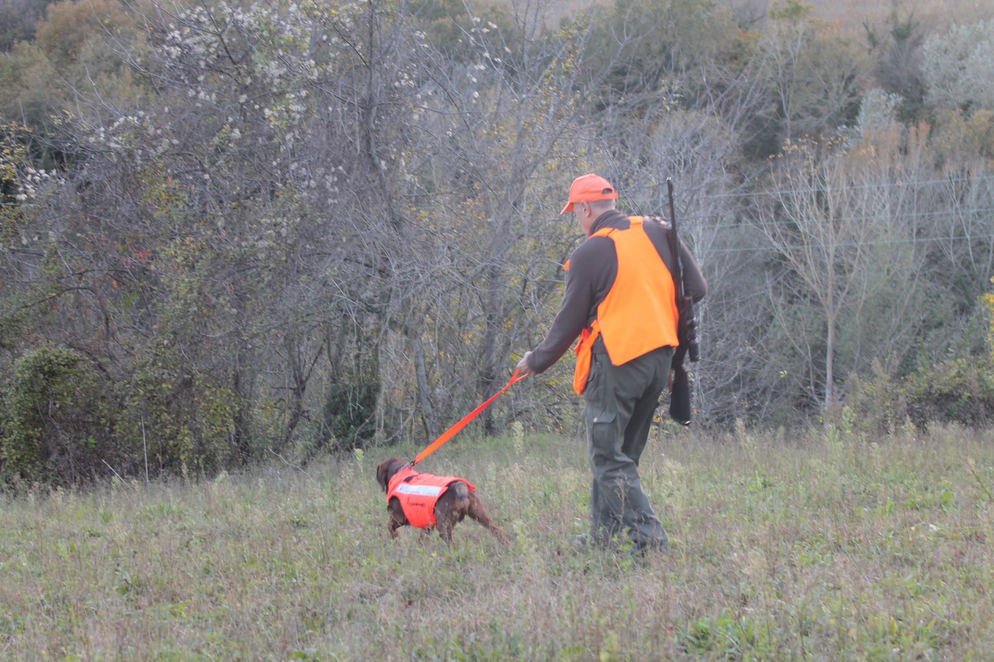 cinofilia: A caccia con il segugio Dachsbracke: un esempio di precisione e abilità nella cerca e nel recupero degli ungulati cinofilia: A caccia con il segugio Dachsbracke: un esempio di precisione e abilità nella cerca e nel recupero degli ungulati