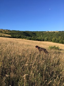 Il Setter Gordon a caccia, considerazioni pratiche Setter Gordon