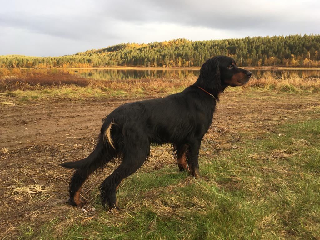 cinofilia: Il Setter Gordon a caccia, considerazioni pratiche