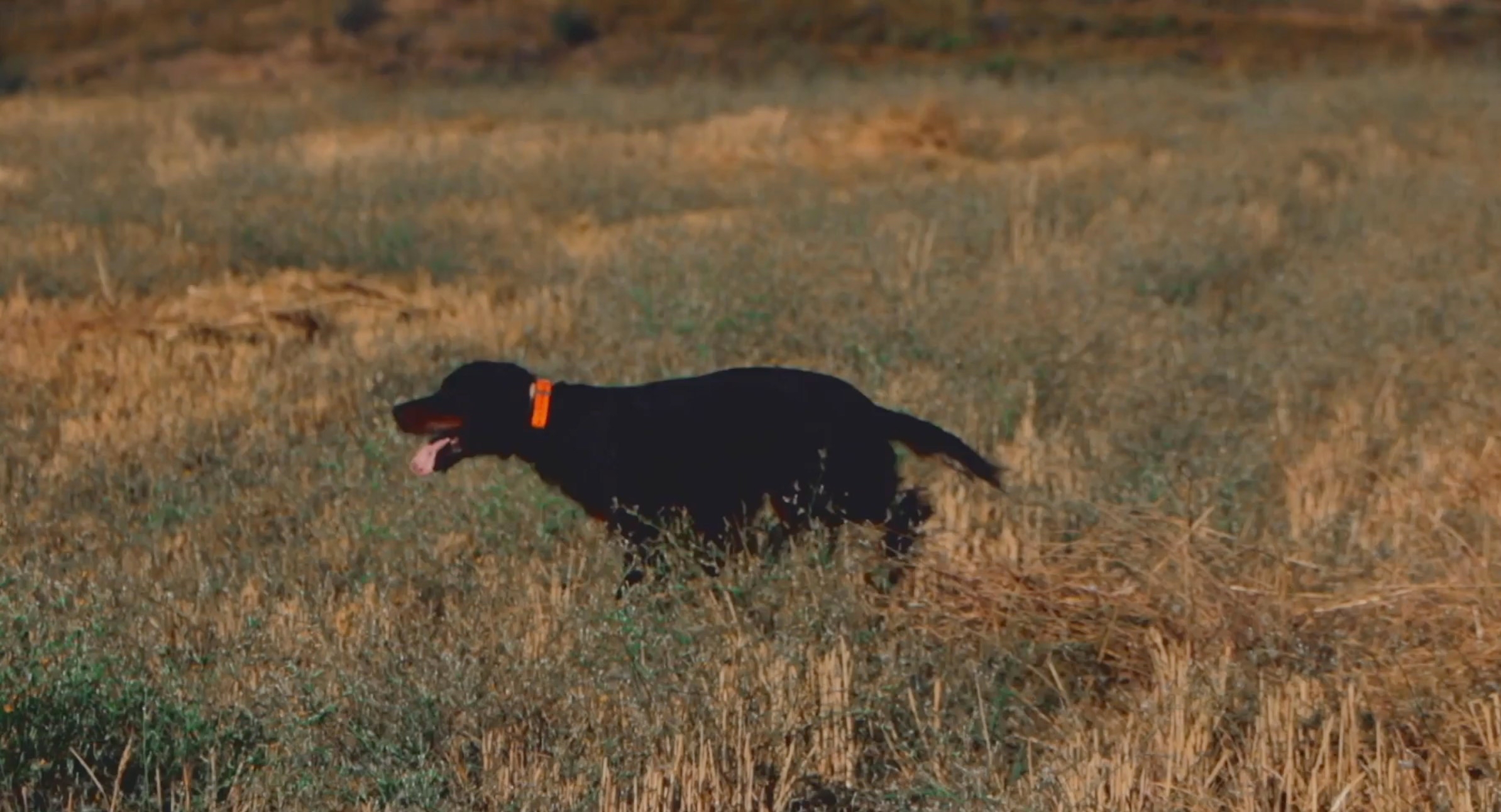 cinofilia: A caccia con il setter gordon: un punto sulla razza con il dresseur Enrico Marchetti