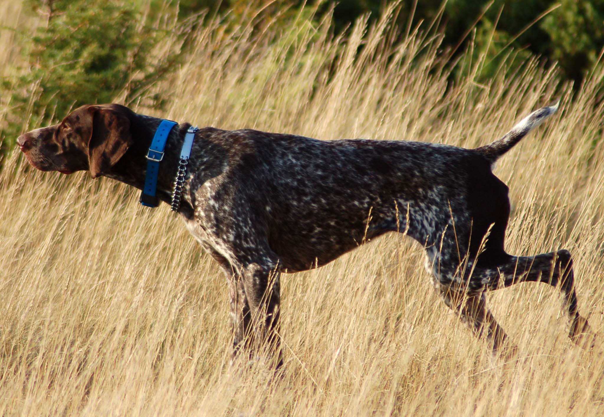 cinofilia: Kurzhaar: il più versatile cane da caccia