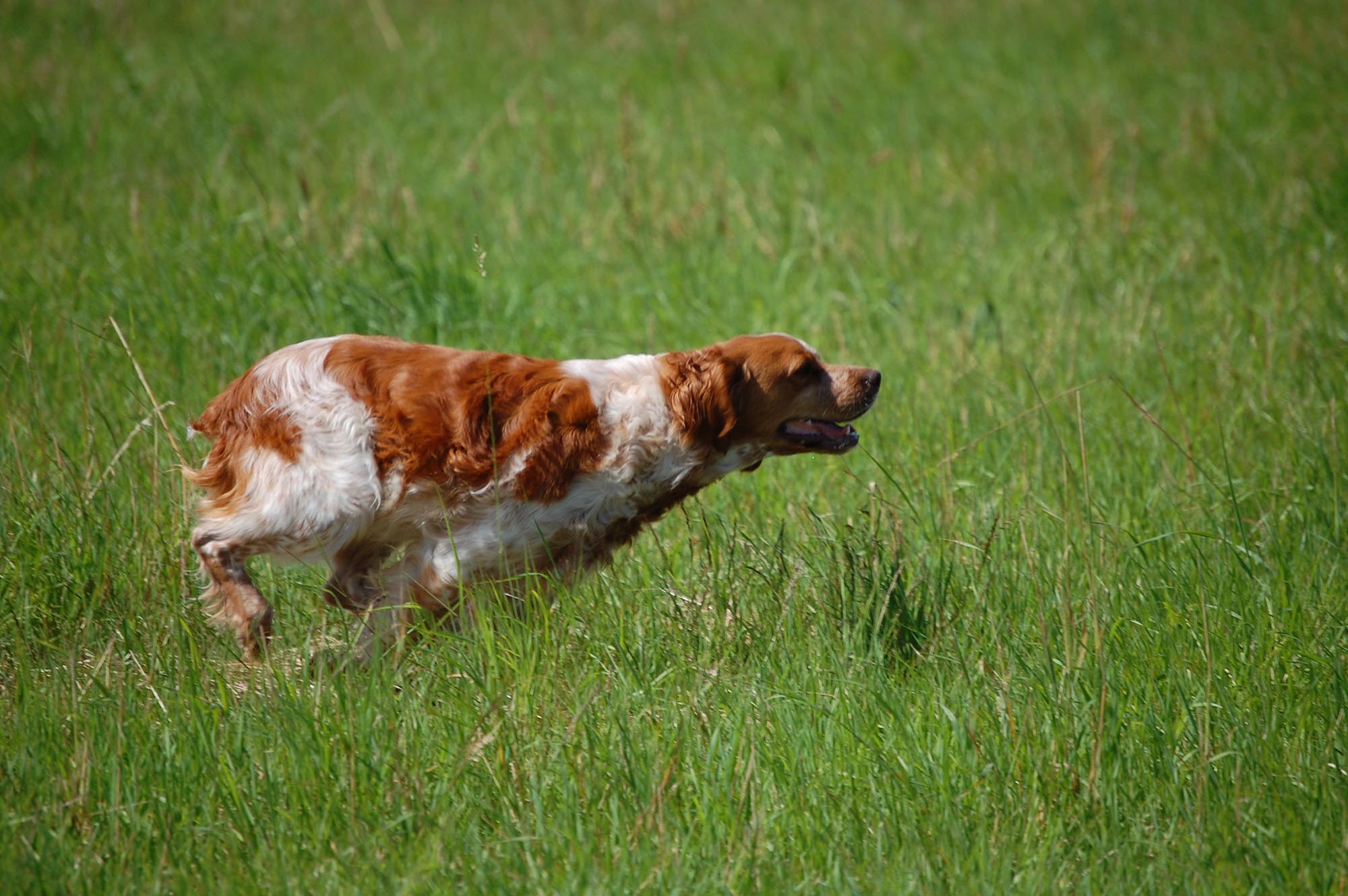 caccia-con-cani-da-ferma: L'épagneul breton a caccia caccia-con-cani-da-ferma: L'épagneul breton a caccia