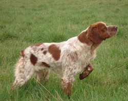 L'épagneul breton a caccia L'épagneul breton in ferma