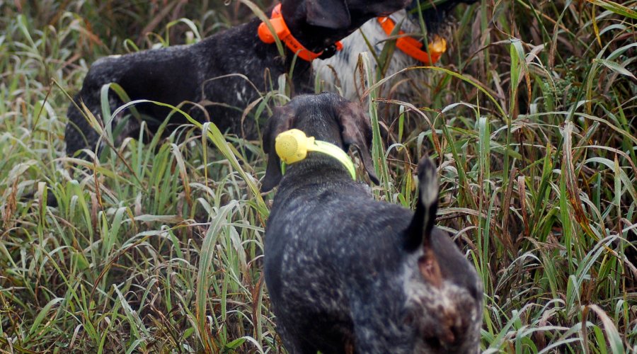 dieta del cane