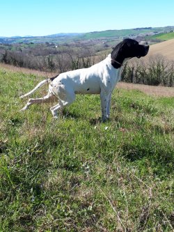 Caccia e cinofilia: la torsione gastrica del cane Cane da caccia