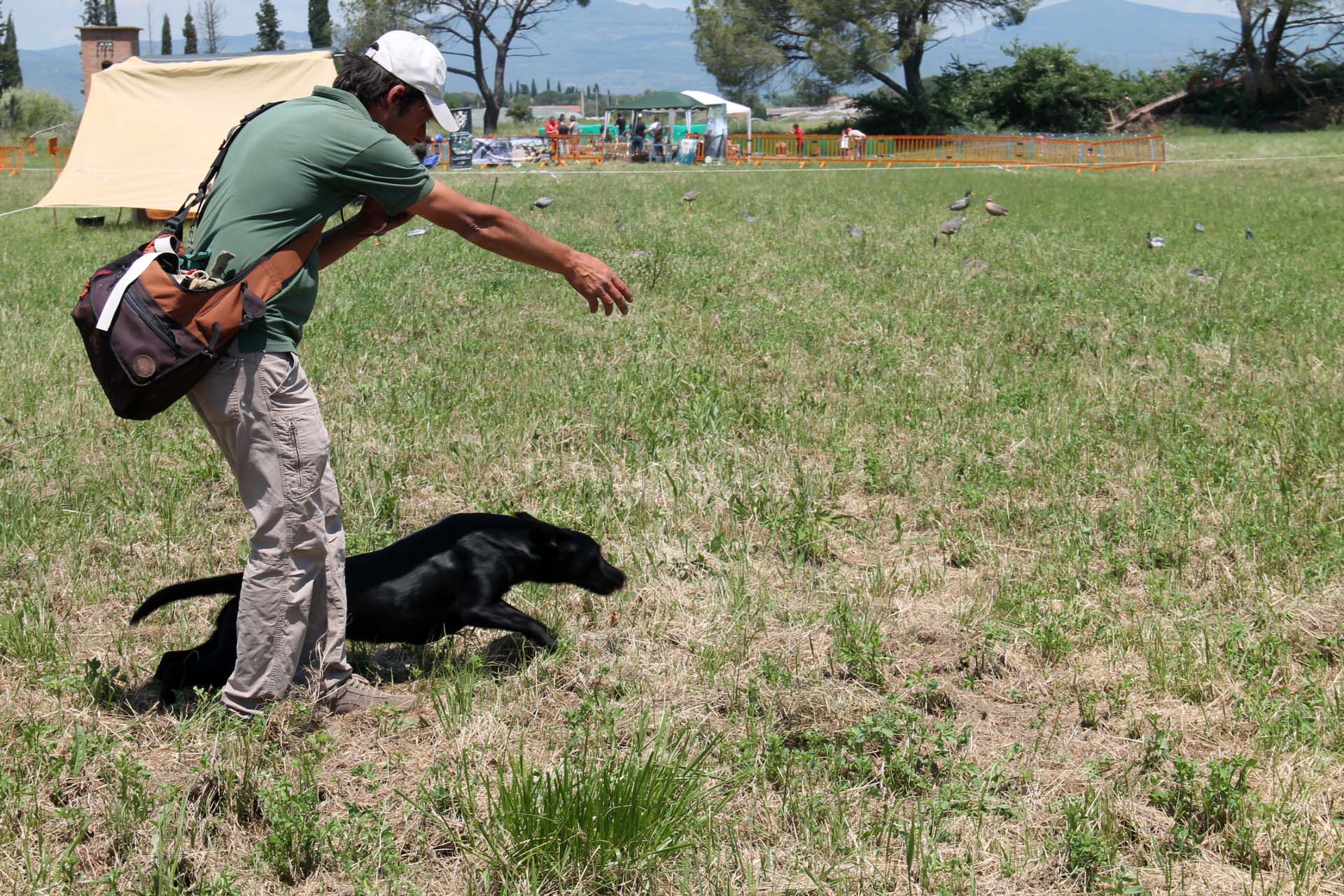 cinofilia: VIDEO: Labrador e Golden retriever. Speciale cinofilia al Game Fair 2015
