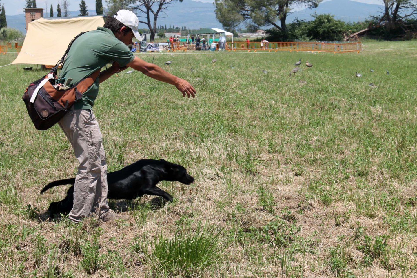 Labrador e Golden retriever  Labrador e Golden retriever