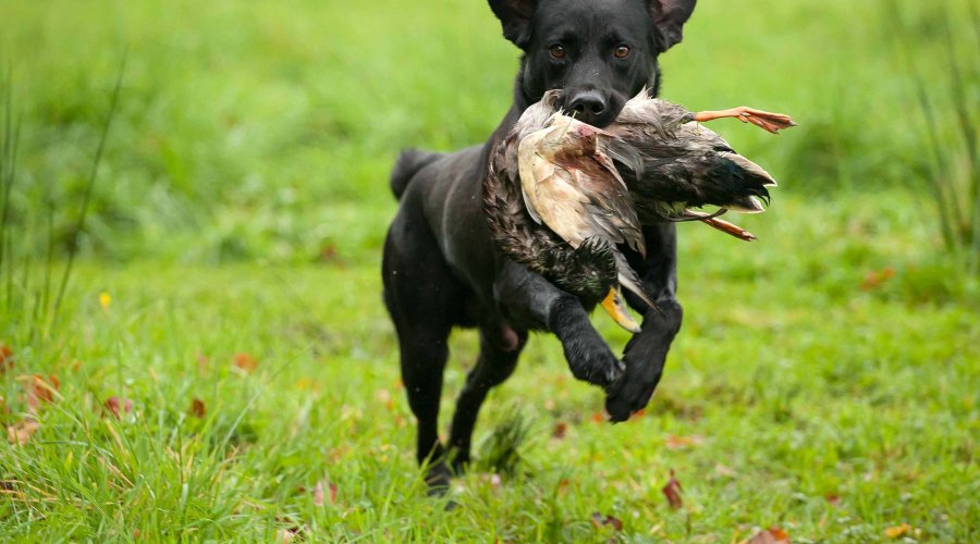 Labrador retriever Labrador retriever