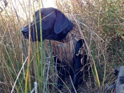 Labrador retriever Labrador retriever