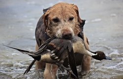 Labrador retriever Labrador retriever