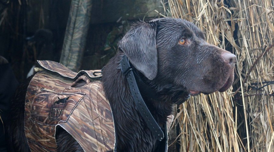 Labrador Retriever: cacciatore di acqua e di terra Labrador Retriever: cacciatore di acqua e di terra