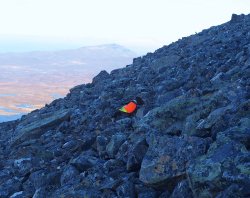 Caccia con lo spinone italiano Spinone in ferma su pernice bianca