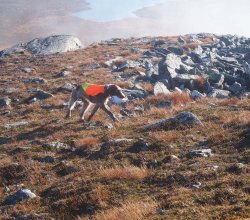 Caccia con lo spinone italiano Spinone italiano durante il riporto