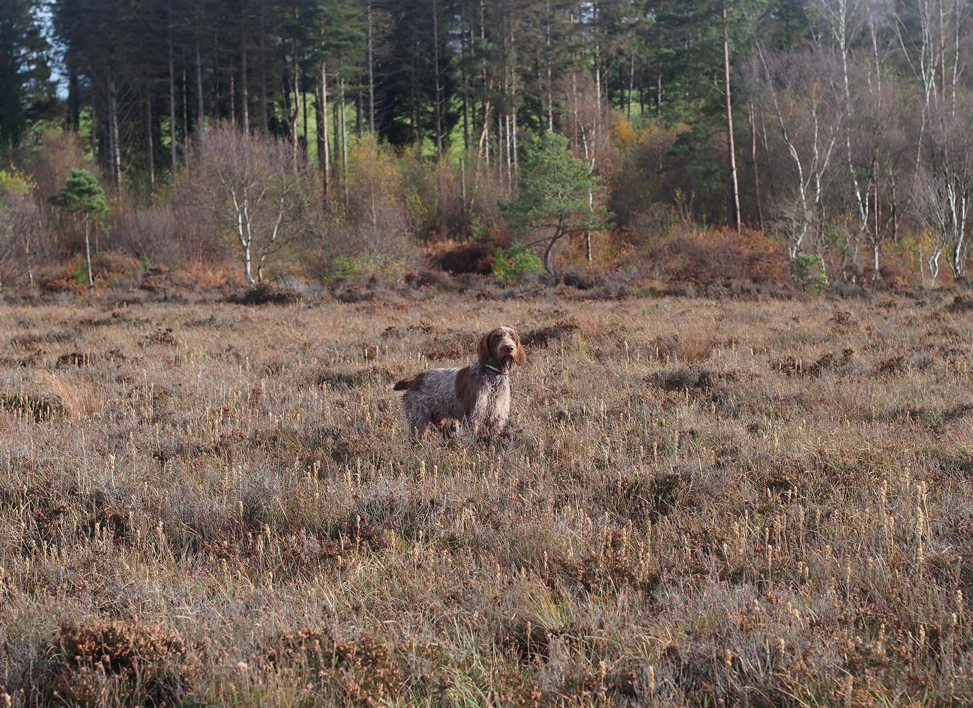 caccia-con-cani-da-ferma: Caccia con lo spinone italiano caccia-con-cani-da-ferma: Caccia con lo spinone italiano