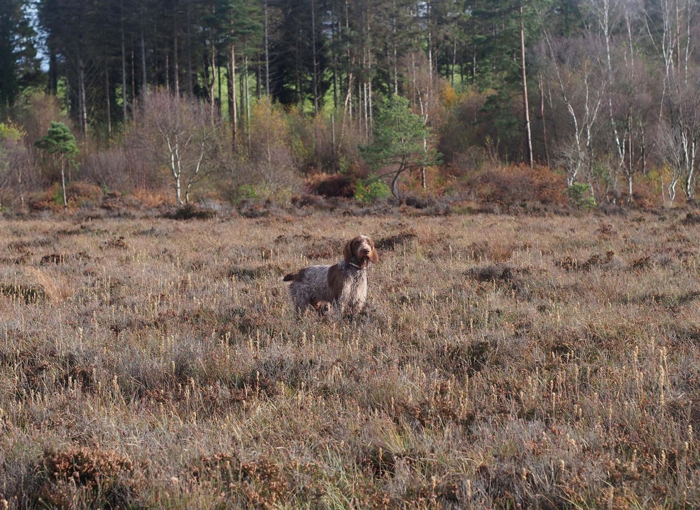 Caccia con lo spinone italiano Spinone Italiano