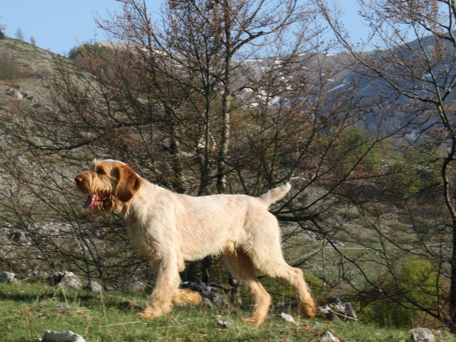 cinofilia: Il destino dello spinone italiano