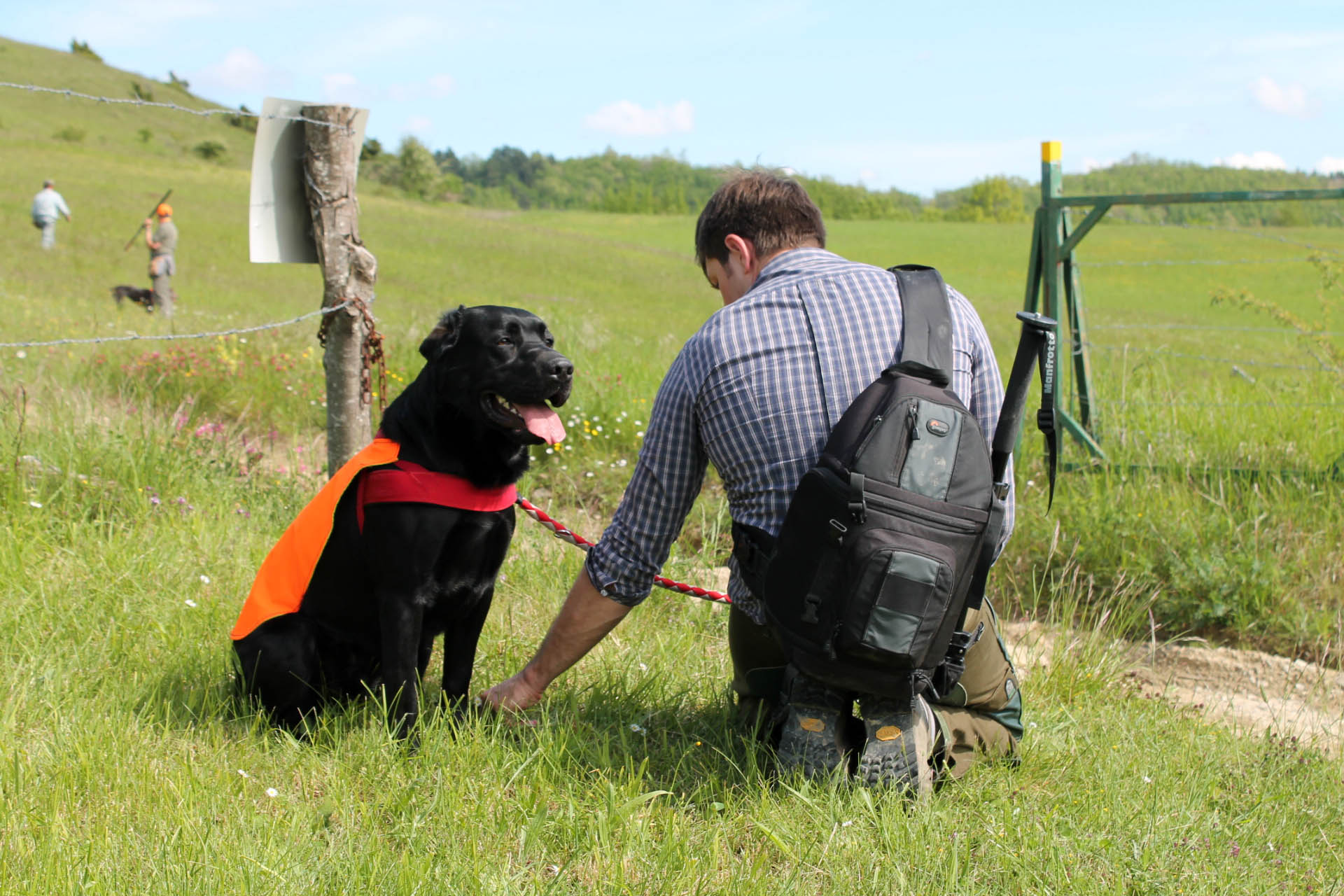cinofilia: Cinofilia: mali di stagione... la leishmaniosi