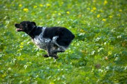 Leishmaniosi canina Leishmaniosi canina