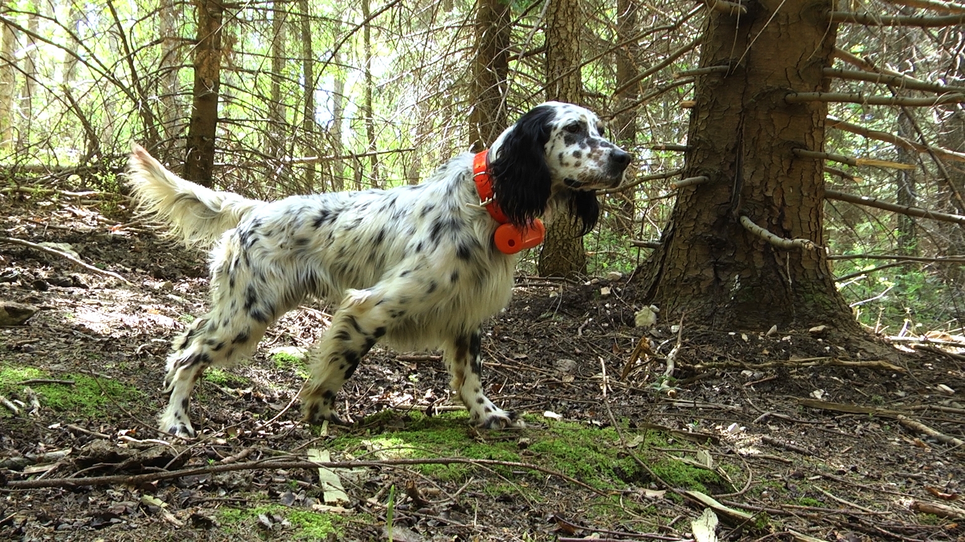 mister-mix-dog: Caccia e cinofilia: Mister mix Iper energetico dogs mister-mix-dog: Caccia e cinofilia: Mister mix Iper energetico dogs