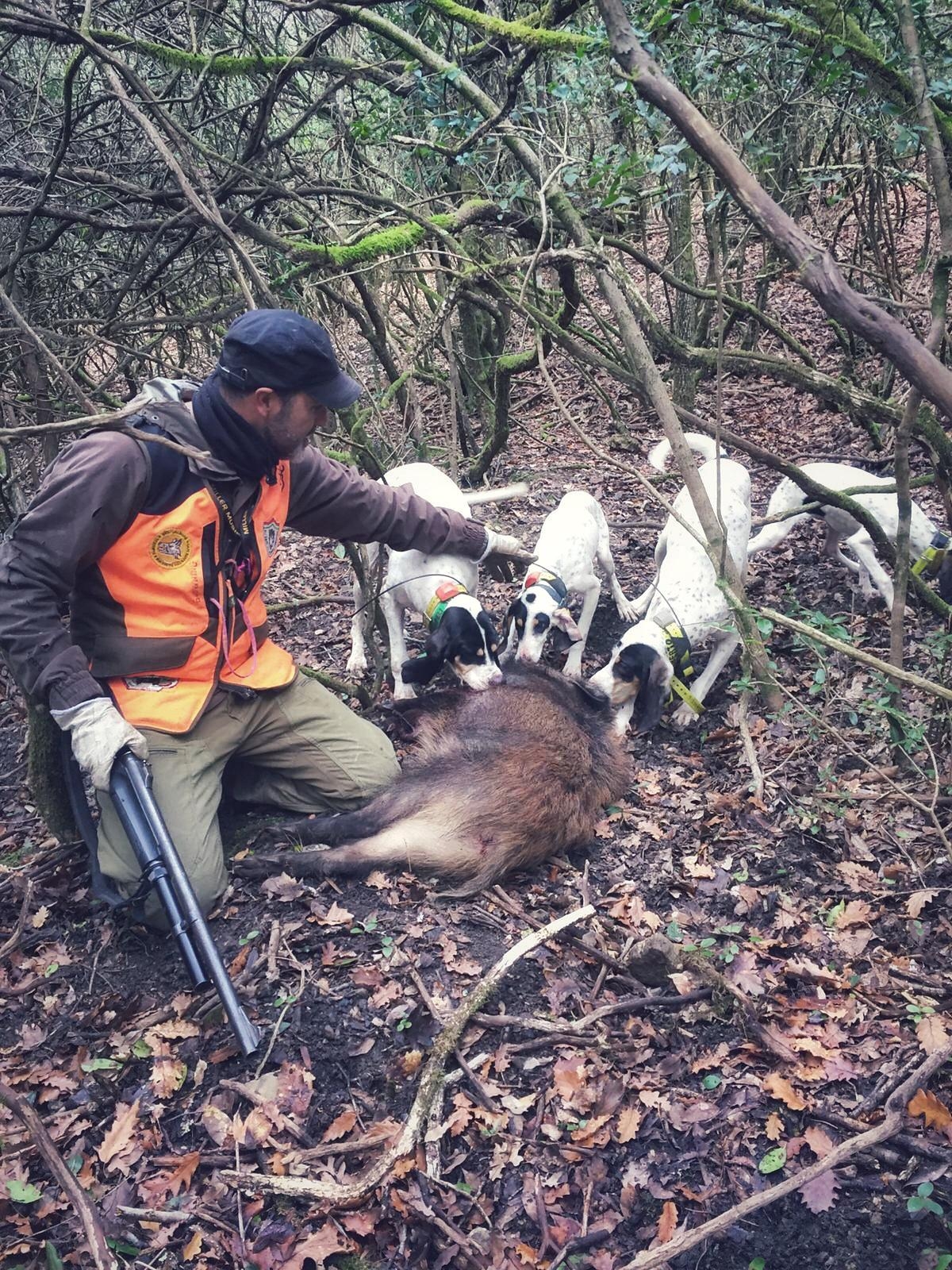 cinofilia: Cani e cinghiali: la paura dello sparo nel cane, come prevenire e curare questo problema durante l'addestramento