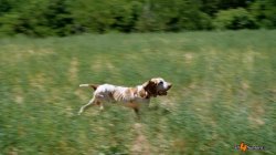 Caccia e cinofilia: prova di caccia pratica per cani da ferma inglesi e continentali su selvaggina naturale in Valle di Fiordimonte Continentale italiano