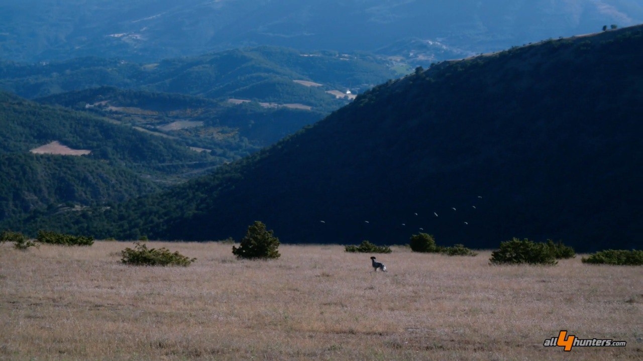 cinofilia: Caccia e cinofilia: prova di caccia pratica per cani da ferma inglesi e continentali su selvaggina naturale in Valle di Fiordimonte