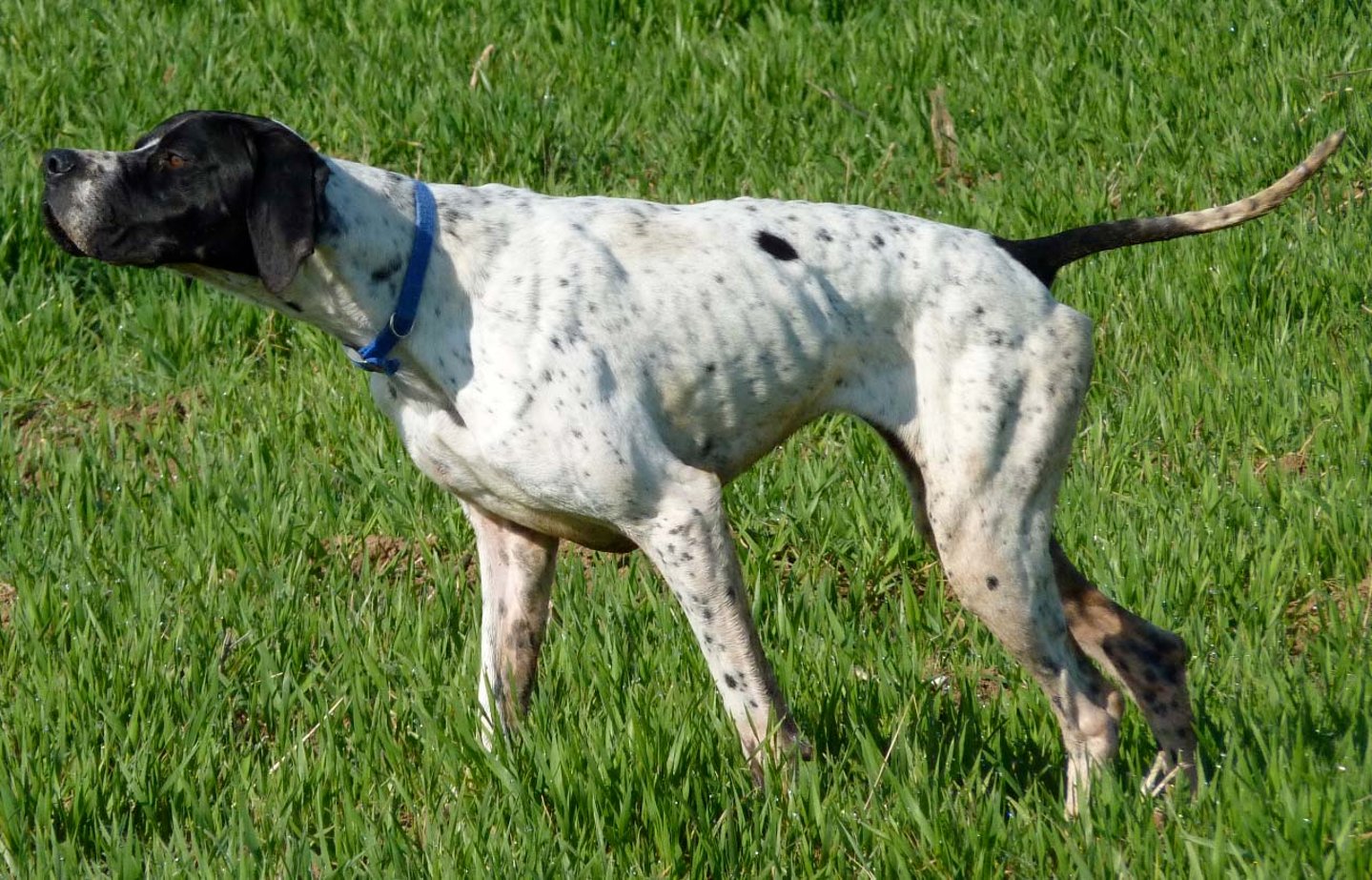 Prove cinofile di primavera