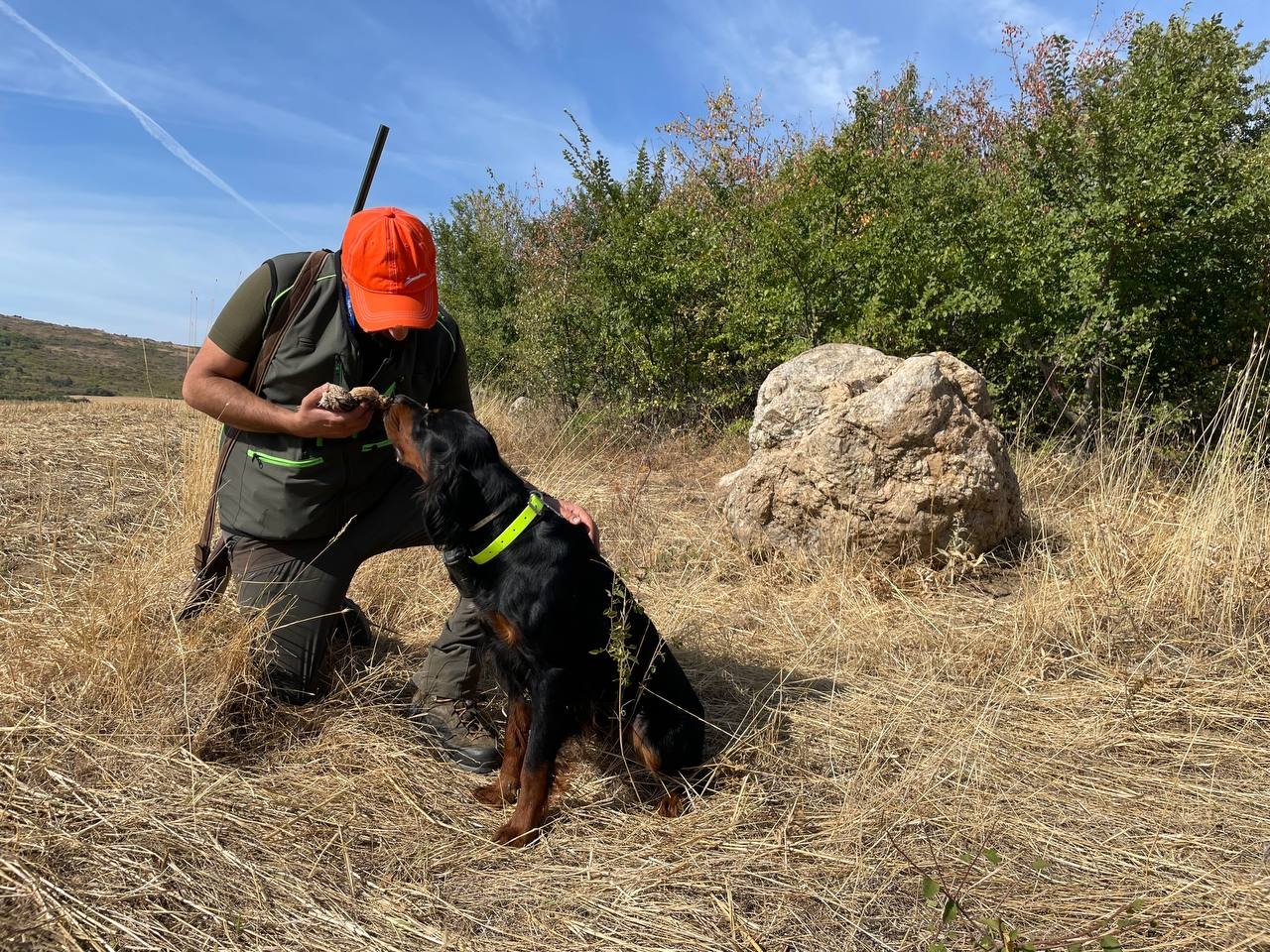 cinofilia: Caccia e cinofilia: quaglie e starne in Macedonia del nord con Lituania Club