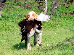 Bracco Italiano Bracco Italiano