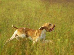 Bracco Italiano Bracco Italiano