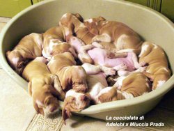 Bracco Italiano Bracco Italiano