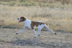Bracco Italiano Bracco Italiano