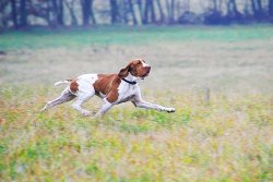Bracco Italiano Bracco Italiano